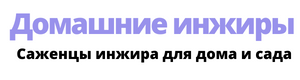 Домашние инжиры